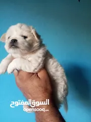  4 متوفر ضب +حرباء+شنايدر ــ»اليفات وغير مؤذى صحه ممتازة جدا المعاينه قبل الشراء الاسعار مناسبه وحرق