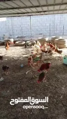 9 دجاج اللبيع