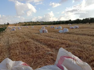  2 تبن قمح من اراضي اربد بني كنانه