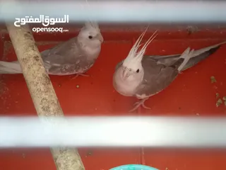  7 جوزين كوكتيل تحتهم بيض للبيع منهم جوز وايت فيس