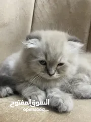  3 قطط راقية للبيع قابل للتفاوض – صحة، نظافة، ومرح  كتن  قطط سكوتش فولد مكي همالايا  العمر شهر ونص