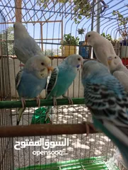  13 10 طيور حب طفرات جميله ونادرة  تبارك الله