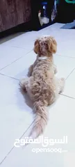  7 (send me whatsup)Male /Mini malltipoo/5 months old