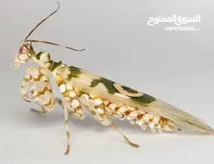  2 مطلوب زواحف و حشرات و حيوانات برمائية لتصوير افلام وثائقية