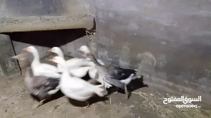  6 وز ابيض شغال للبيع