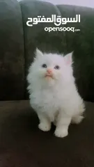  1 قطط شيرازي