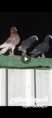  1 طيور حمام بسعر حرق