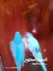  3 متاح جوز حب وحبه كوكتيل للبيع اقرا التفاصيل جيدا