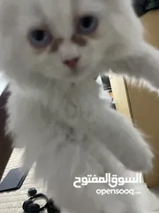  4 قط شيرازي للبيع