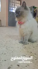  2 قطه سيامي شوكليت للبيع مع أغراضها