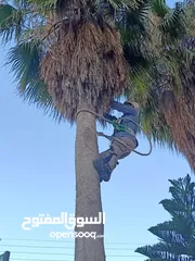  25 فني أشجار النخيل