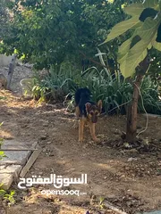  3 كلب جيرمن نضيف