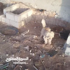  1 كلب فرنسي للبيع اسعر 70دينار