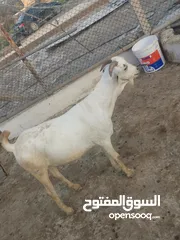  3 غنم صومالي مطعوم للبيع