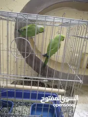  2 جوز ببغاء الدره للبيع  اقراء الوصف