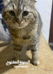  1 قطتين همالايا للتبني عمرهم 9 شهور