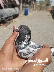  2 للبيع حمام باكستاني 