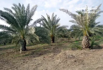  1 مزرعة للبيع في الكرامة