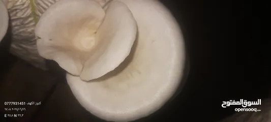  14 فطر محاري بلدي
