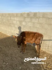  2 عجل عماني ود ثمان شهور  قابل تفاوض