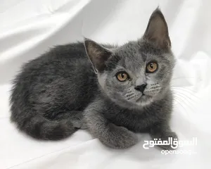  15 kittens Scottish fold and Scottish straight  قطط سكوتش فولد وسكوتش ستريت