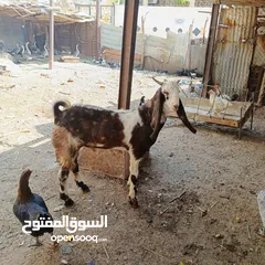  1 صخل افغاني