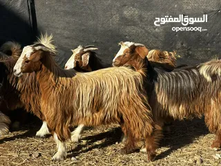  4 جدايه حوالي سمان