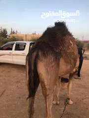  6 ناقه ثنيه طيبه قصا باللحم شغل ضحيه
