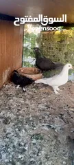  3 بسم الله الرحمن الرحيم  متاح