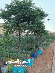  5 جميع أنواع الأشجار ( أشجار زينة - أشجار مثمرة )