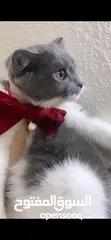 5 قطط سكوتش فولد موقي للبيع ‏Scottish Fold Moogie Kittens