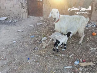  1 عنز حفف طوايل وراها توم جديان