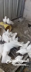  1 لاحم فرنسي..حمام