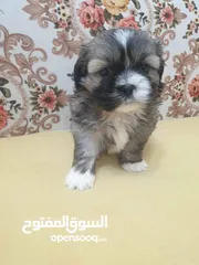  3 Puppy shihtzu mini