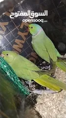  10 Green parrot 2 breading pair eggs also 100% bread pair