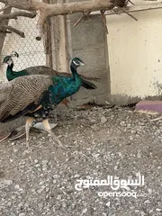  1 طاؤوس محلي وانتاج طبيعي ميه بلميه طيور بصحه ممتازه