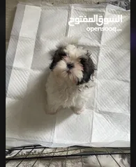  1 كلب شيتزو بيور للبيع purebred male shih tzu for sale العمر 3 شهور 3 months old