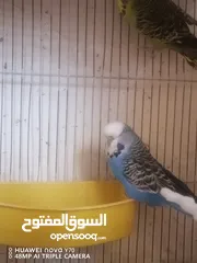  3 جواز حب انجليزي للبيع او للبدل كل اشي اله سعره وفيه دن فالو