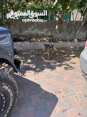  4 كلب بوليسي صغير للبيع