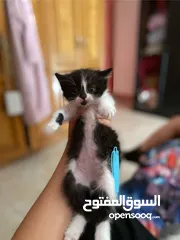  2 القط الاسود ذكر الاب شيرازي والام هملايا والسكني بنت الاب شيرازي والام همايلايا العمر 50 يوم
