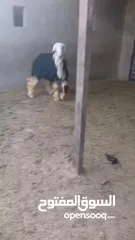  2 خروف نجدي نخب