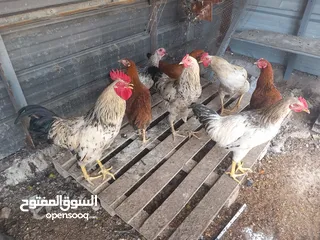  2 دجاج عرب للبيع صحة فول