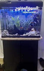  7 Big Aquarium for sell