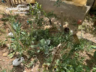  7 10أرانب صغيرة مخلط الاعمار