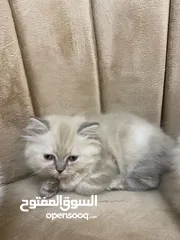  5 كتنز عمر شهرين و 6 ايام مكس بين سكوتش فولد و هملايا لاعوبين ومتدربين على اللتر بوكس سعر قابل للتفاوض
