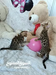  7 Bengal kittens