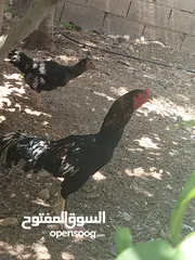  5 ثلاث ديوك - 2 باكستاني وواحد ألماني