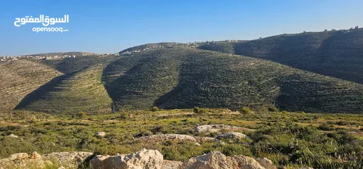  2 قطعة أرض للبيع من أراضي بلدة سنجل منطقة غرابة، مطلة على الساحل، منطقة A، قوشان طابو سلطة مستقل