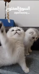  3 Scottish fold kittens