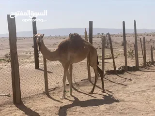  2 بكره للبيع ما مريوسه